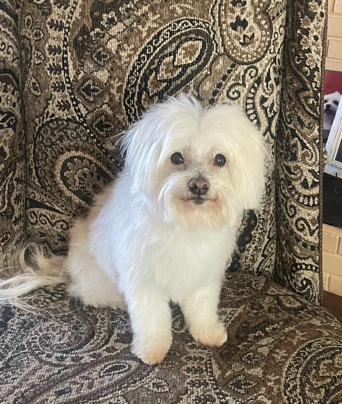 Max, a small white dog.