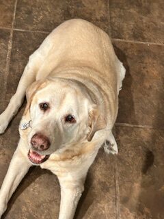 A dog lying on the floor