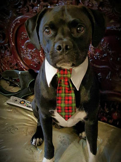 Diesel wearing a tie