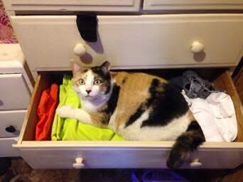 cat lying in an open dresser drawer on top of some clothes