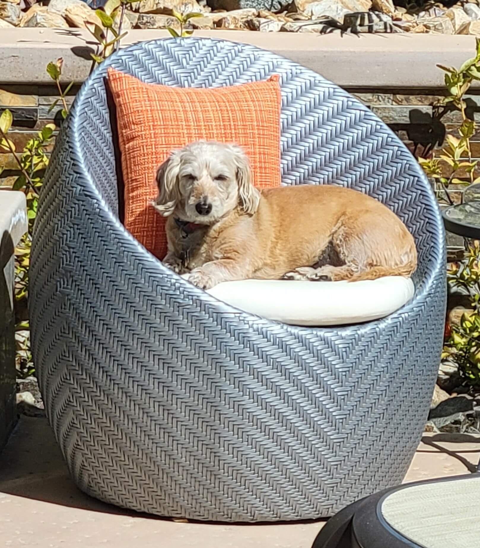 cat lying in an open dresser drawer on top of some clothes
