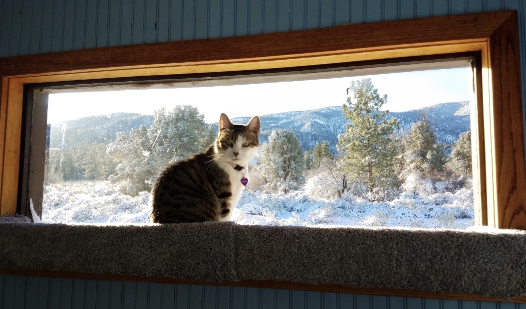cat lying in an open dresser drawer on top of some clothes