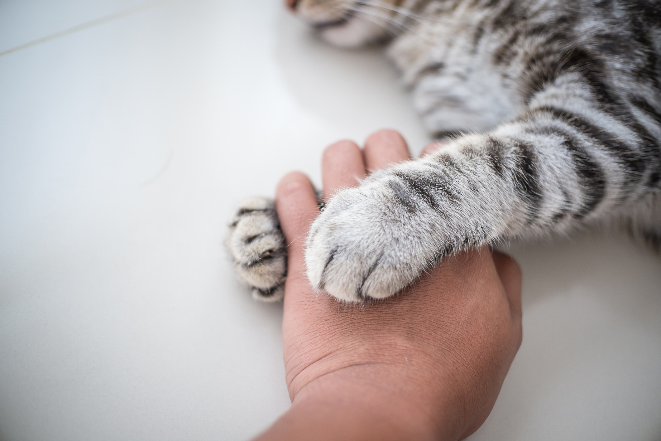 Cat embracing child's hand