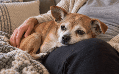 What to Expect During In-Home Pet Euthanasia: A Step-by-Step Walkthrough