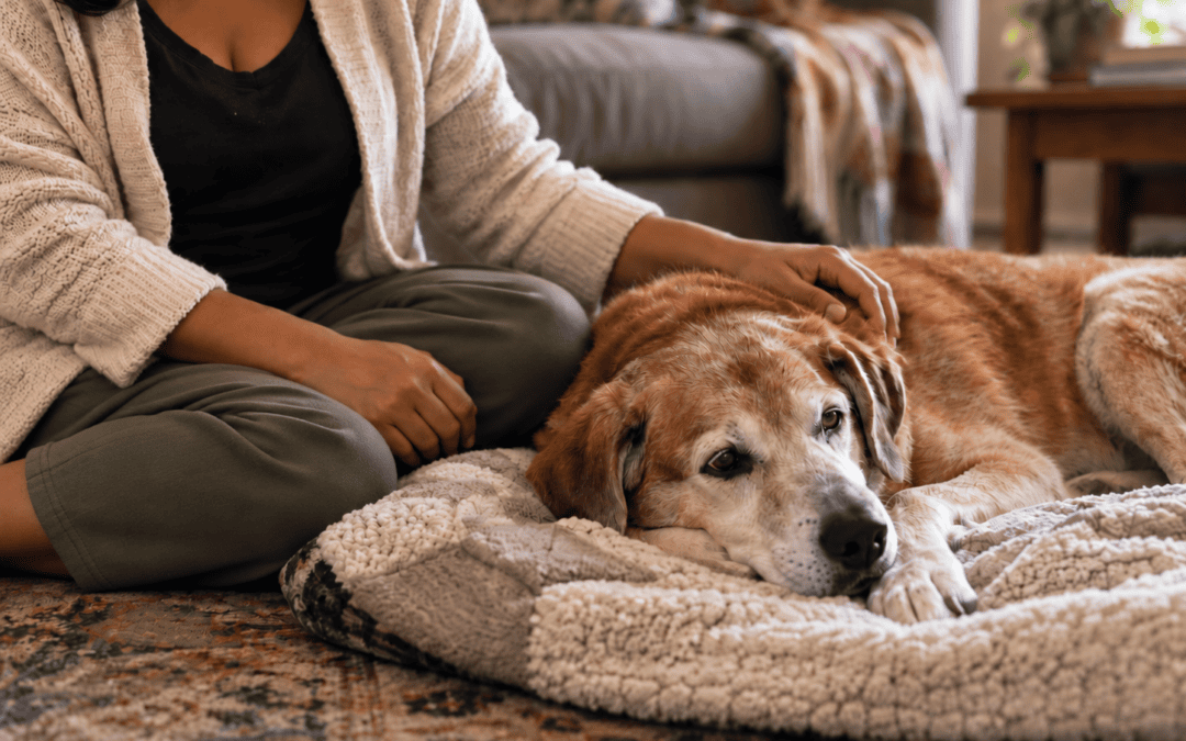 Senior dog resting at home with woman nearby